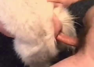 Cute man fucked his white beast from behind