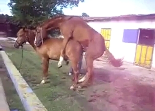 Small pony fucked his young girlfriend from behind